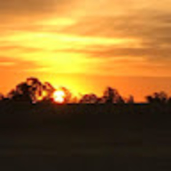 Meet your Posher, Ruby - Picture 1 of 1